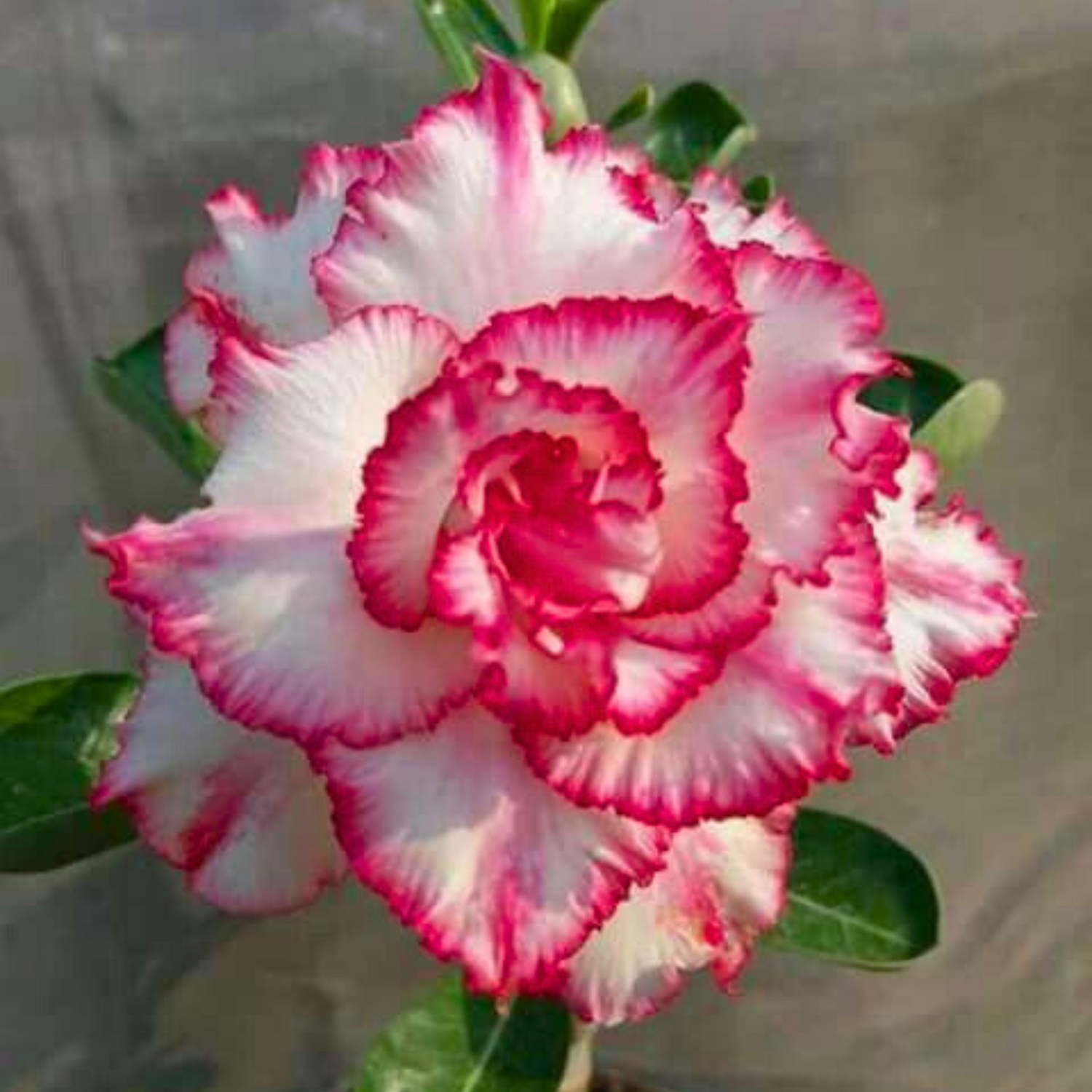 Adenium Rosy 343 Flowering Live Plant