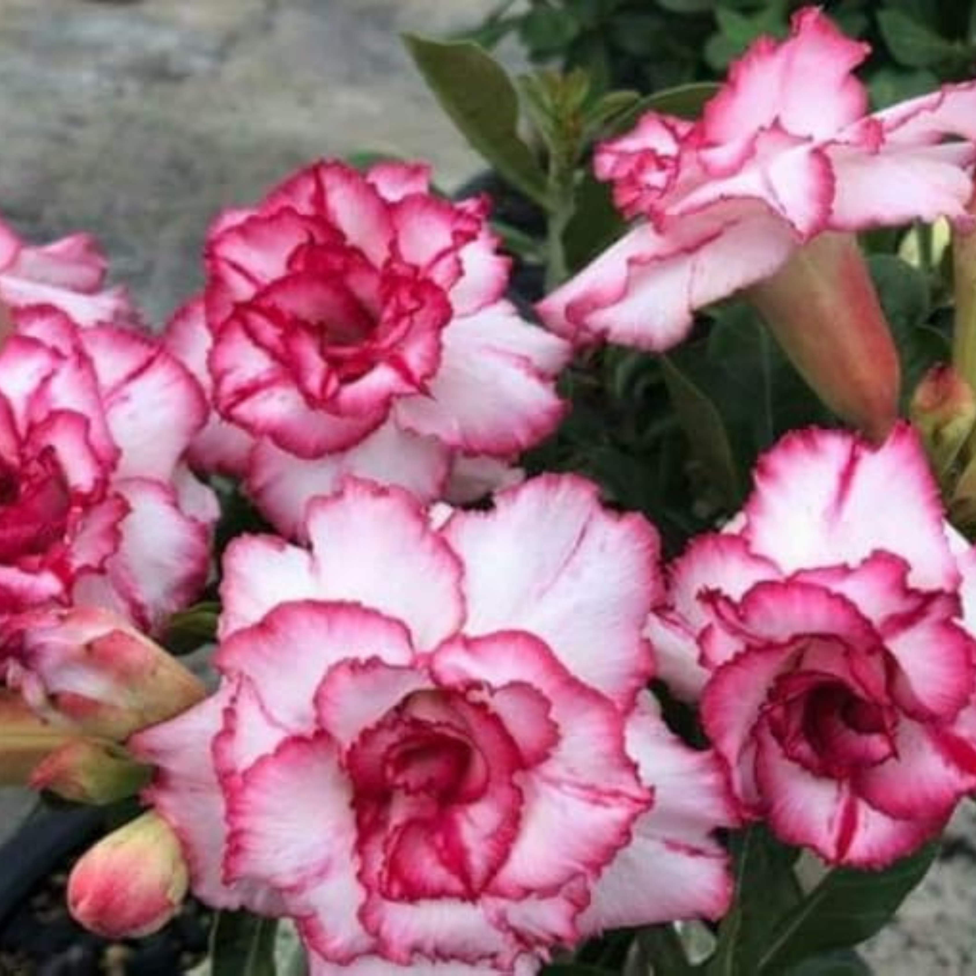 Adenium Rosy 343 Flowering Live Plant