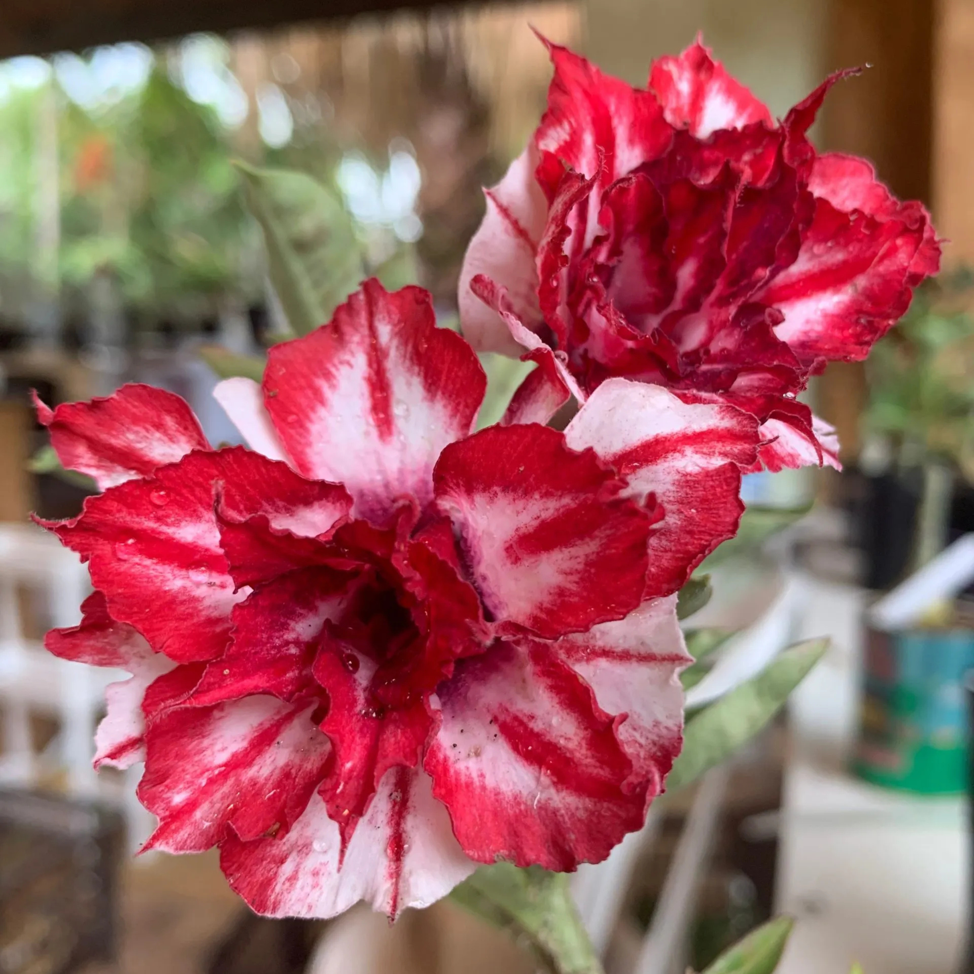 Adenium Rosy 430 Flowering Live Plant