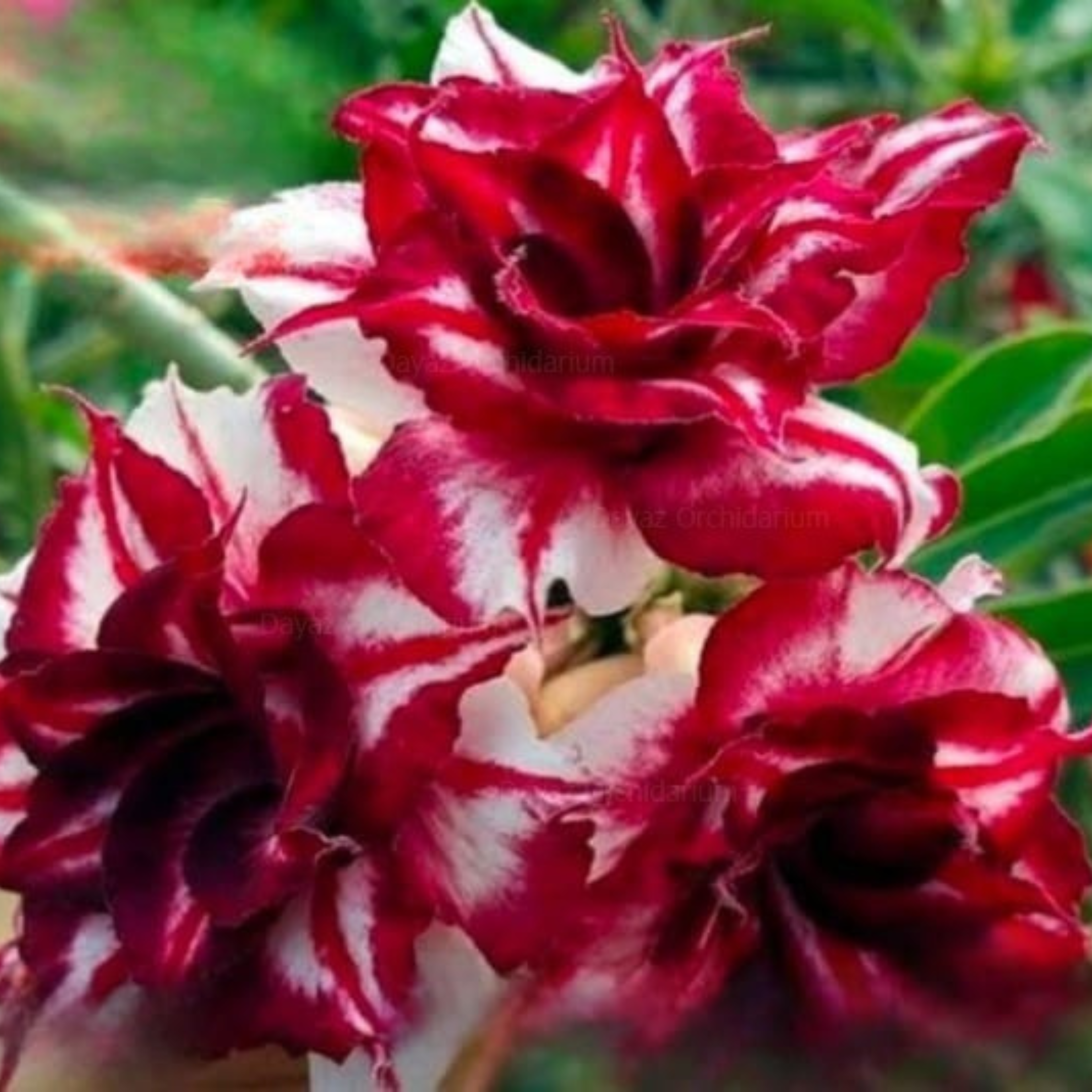 Adenium Rosy 430 Flowering Live Plant