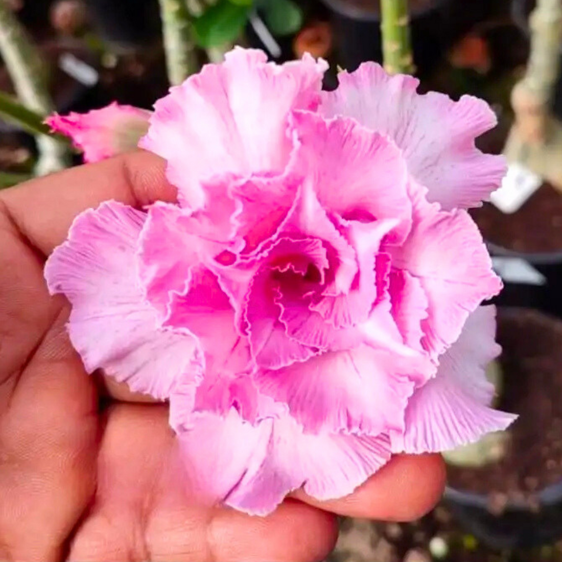 Adenium Rosy 432 Flowering Live Plant