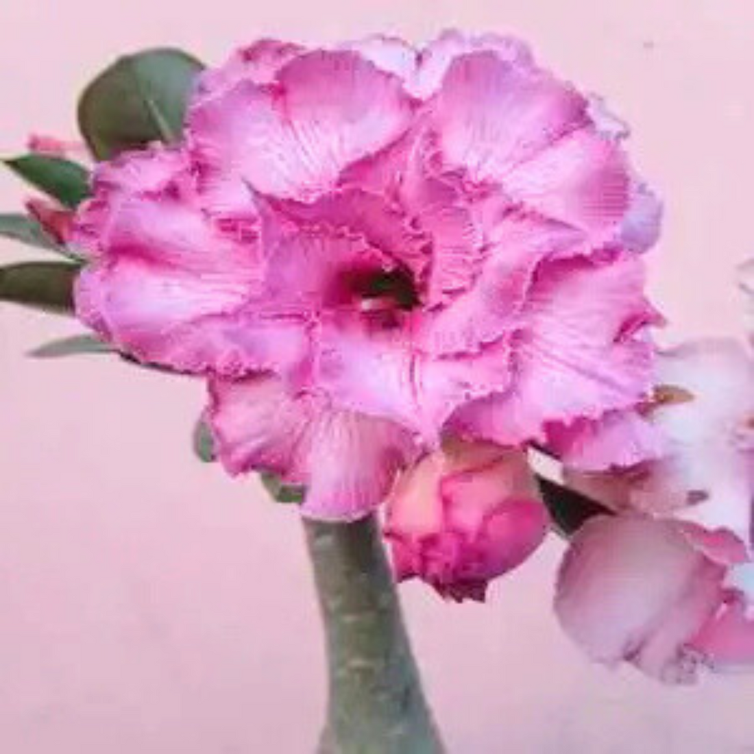 Adenium Rosy 432 Flowering Live Plant