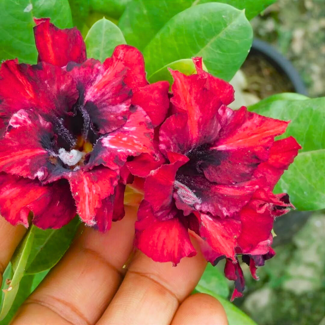 Adenium Rosy 437 Flowering Live Plant