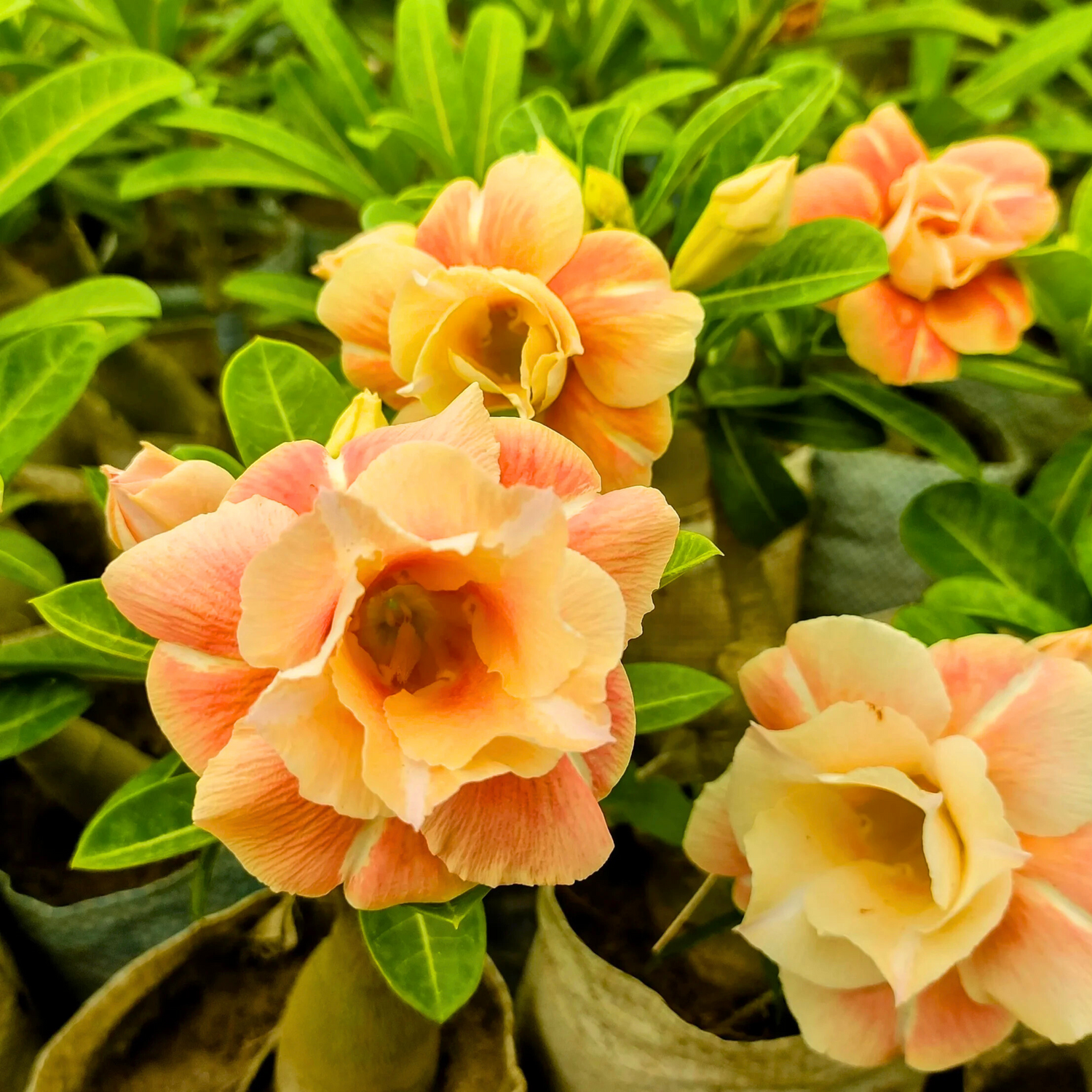 Adenium Rosy Caramel Flowering Live Plant