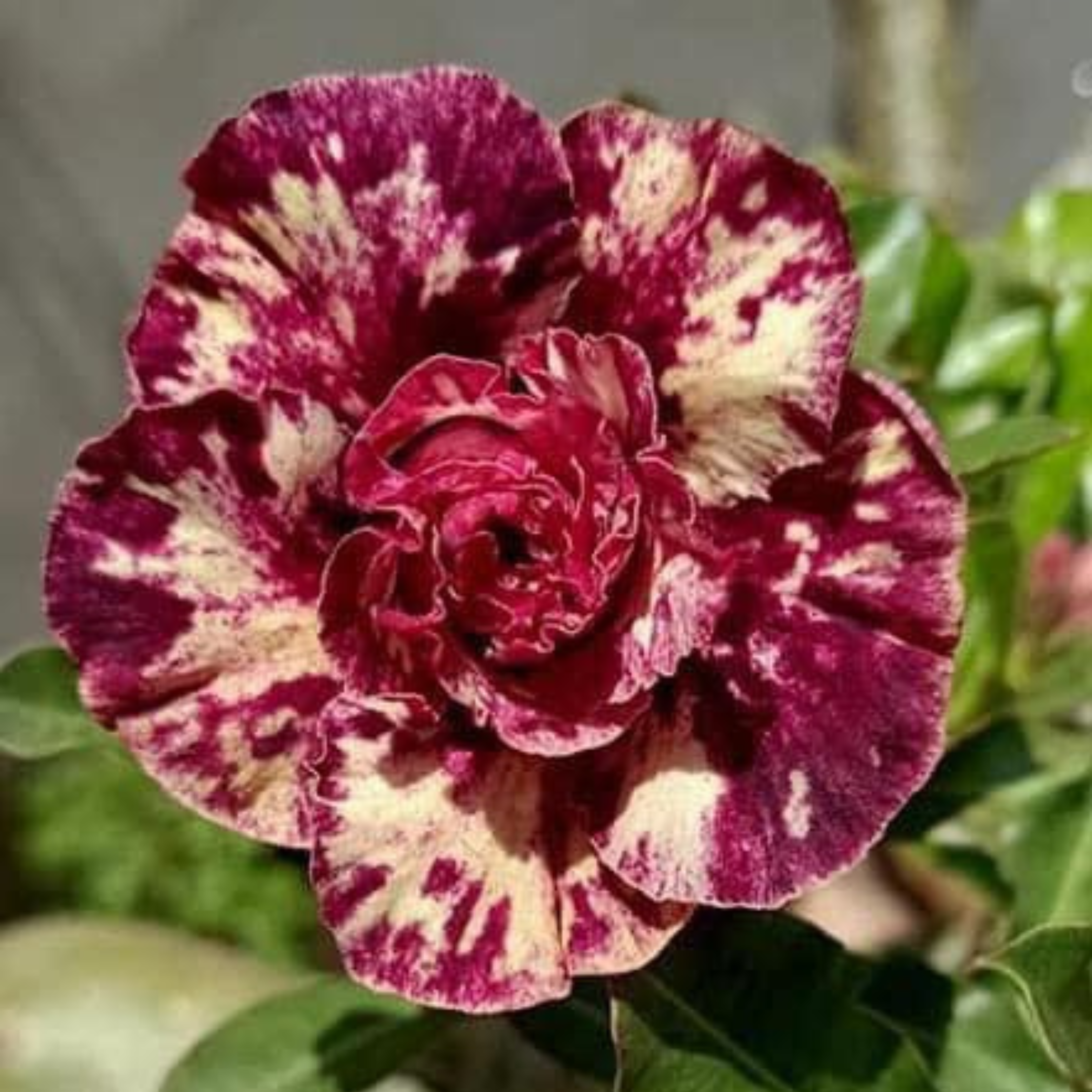 Adenium Rosy Mong Cam Flowering Live Plant