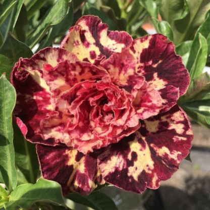 Adenium Rosy Mong Cam Flowering Live Plant