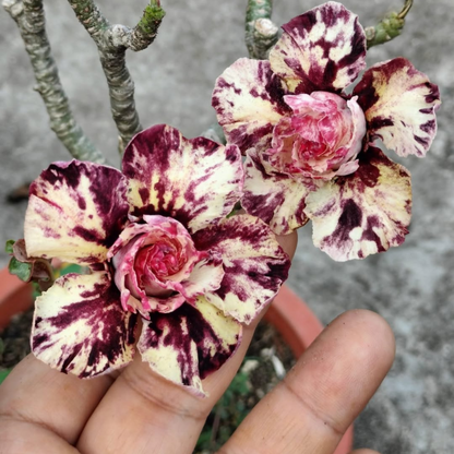 Adenium Rosy Mong Cam Flowering Live Plant