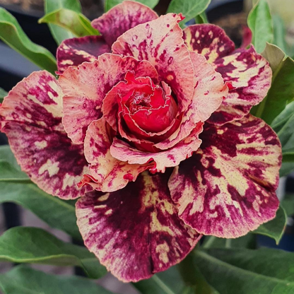 Adenium Rosy Mong Cam Flowering Live Plant