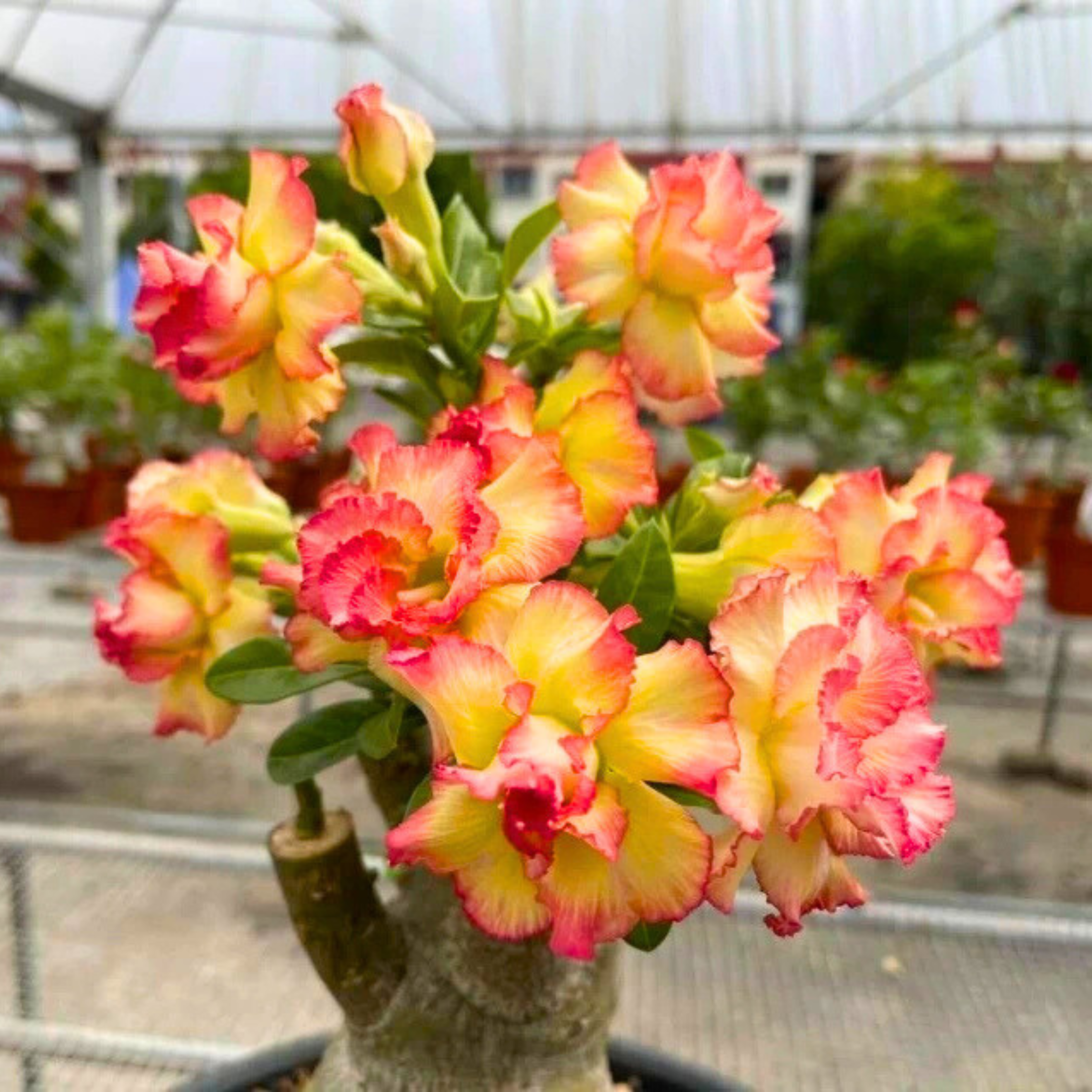 Adenium Rosy Morina Flowering Live Plant