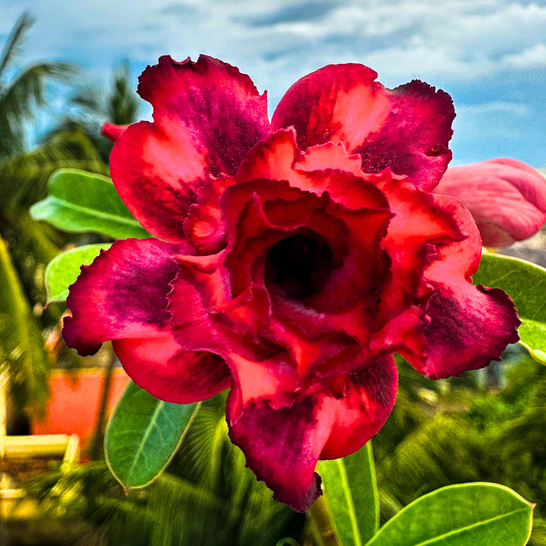 Adenium Rosy Purple Jelly Flowering Live Plant