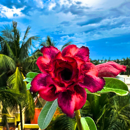 Adenium Rosy Purple Jelly Flowering Live Plant