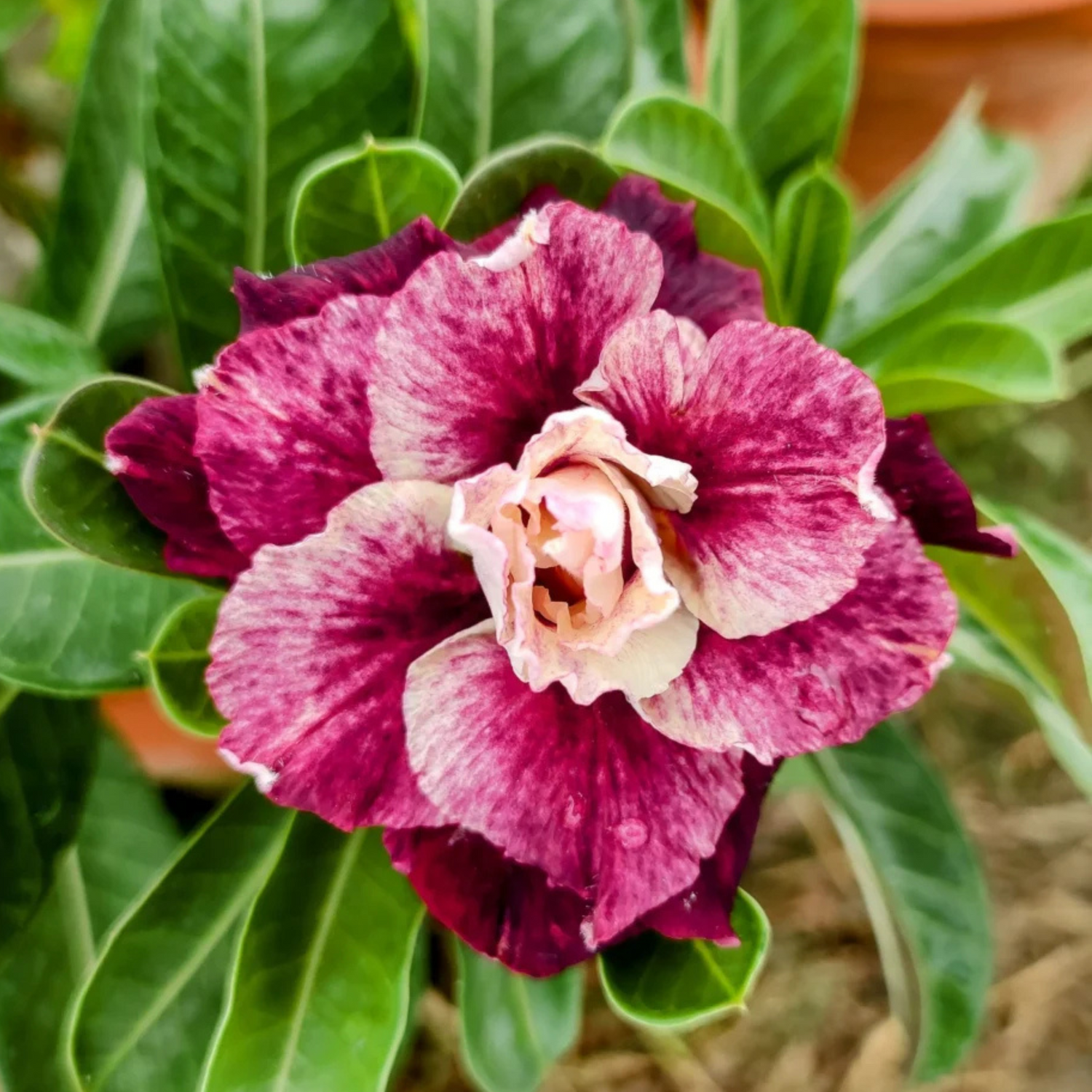 Adenium Rosy Sissy Flowering Live Plant