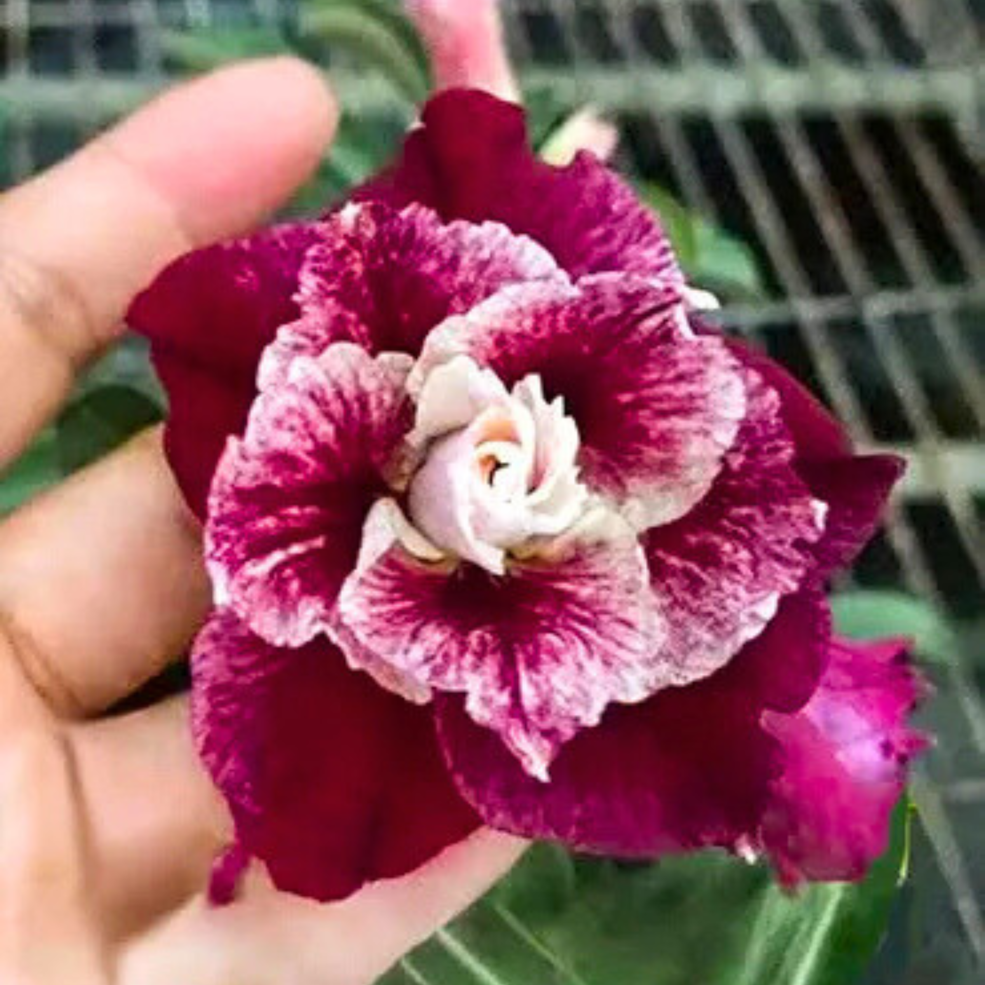 Adenium Rosy Sissy Flowering Live Plant