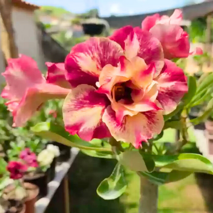 Adenium Rosy Tiger Flowering Live Plant