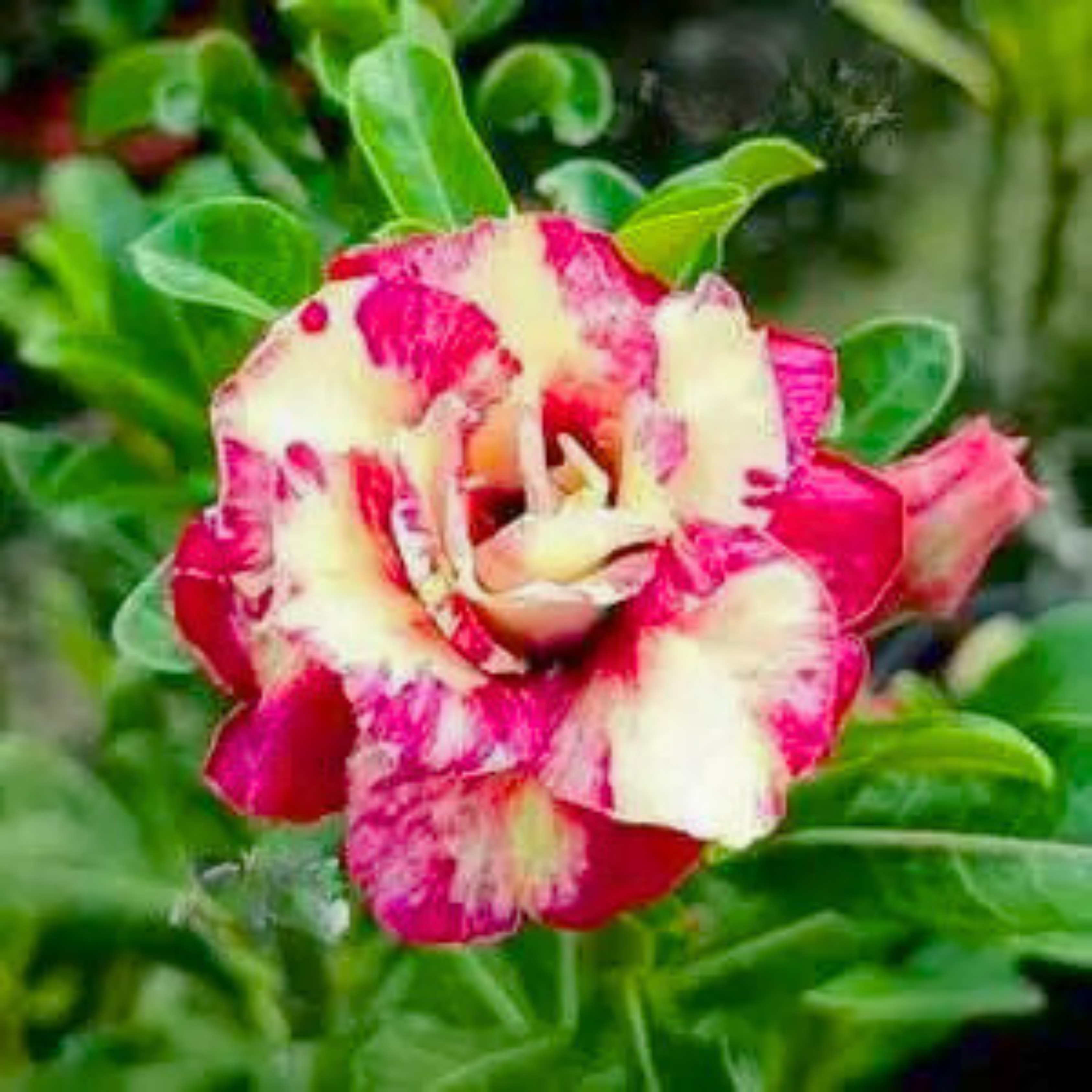 Adenium Rosy Tiger Flowering Live Plant