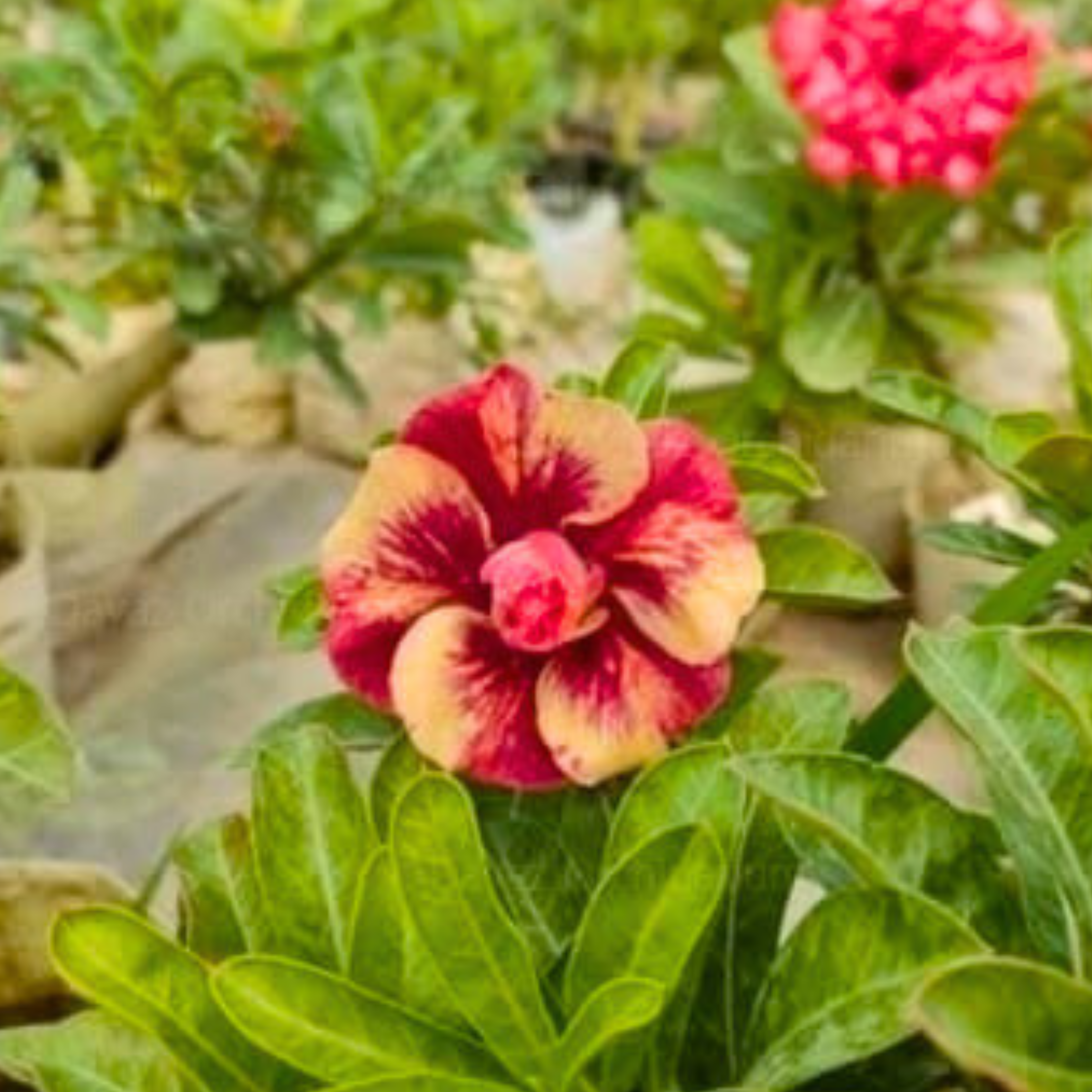 Adenium Rosy Tiger Flowering Live Plant