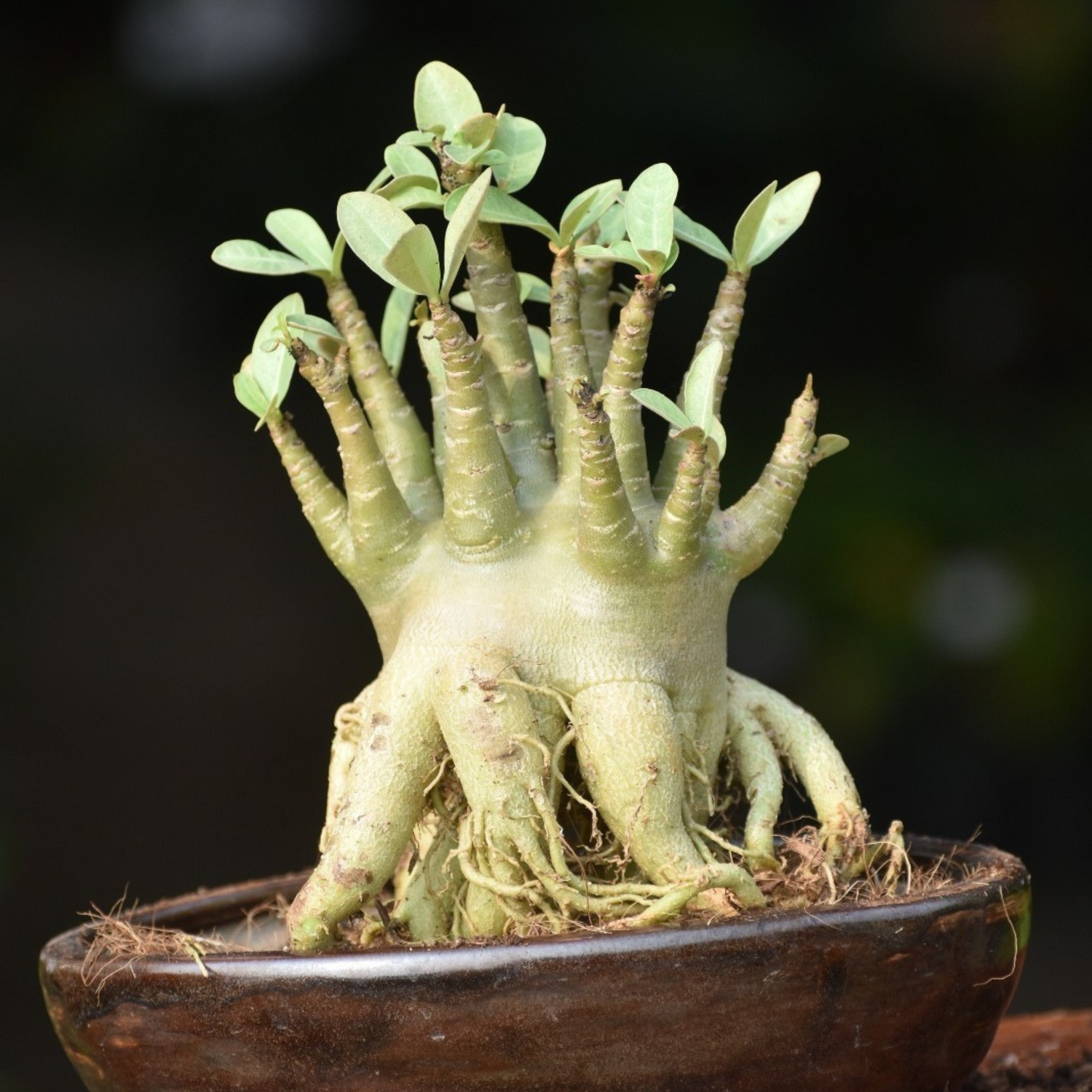 Adenium Arabicum Bonsai Flowering Live Plant