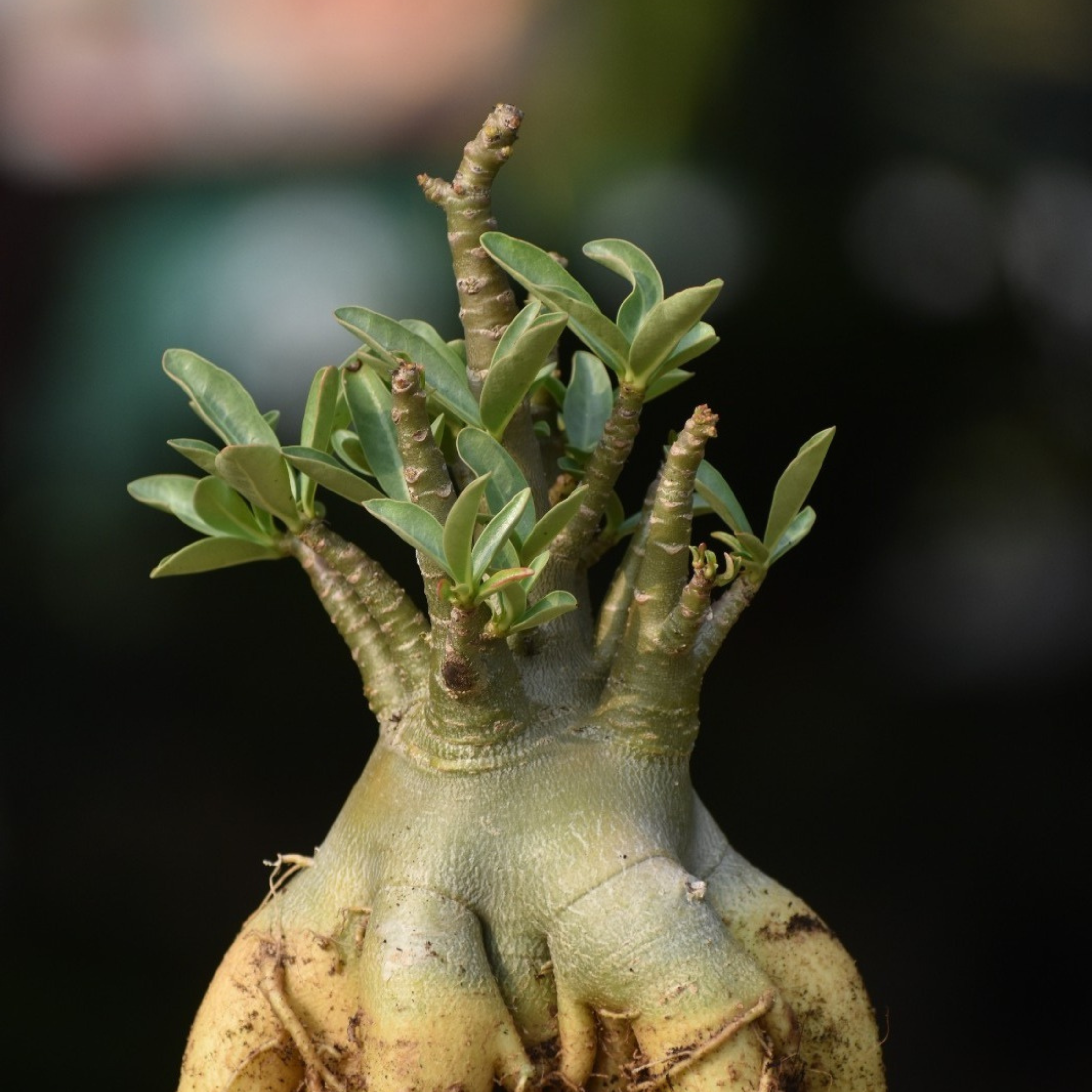 Adenium Arabicum Bonsai Flowering Live Plant