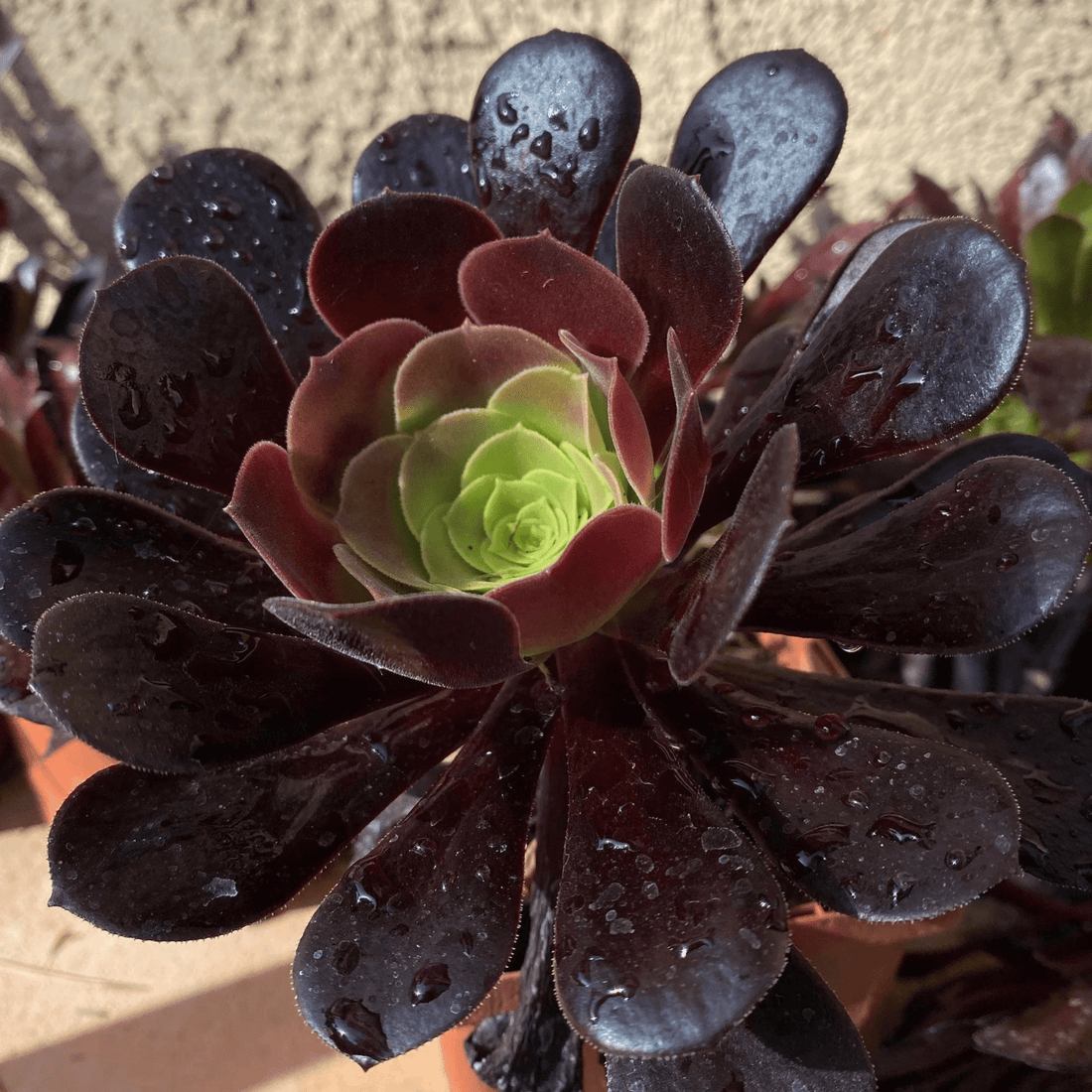 Aeonium Black Succulent Live Plant
