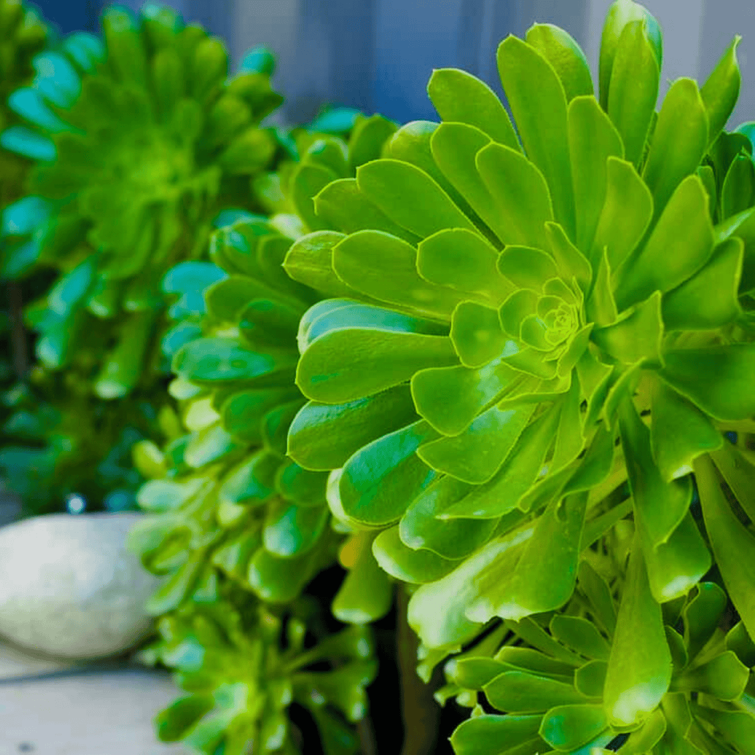 Aeonium Green Succulent Live Plant