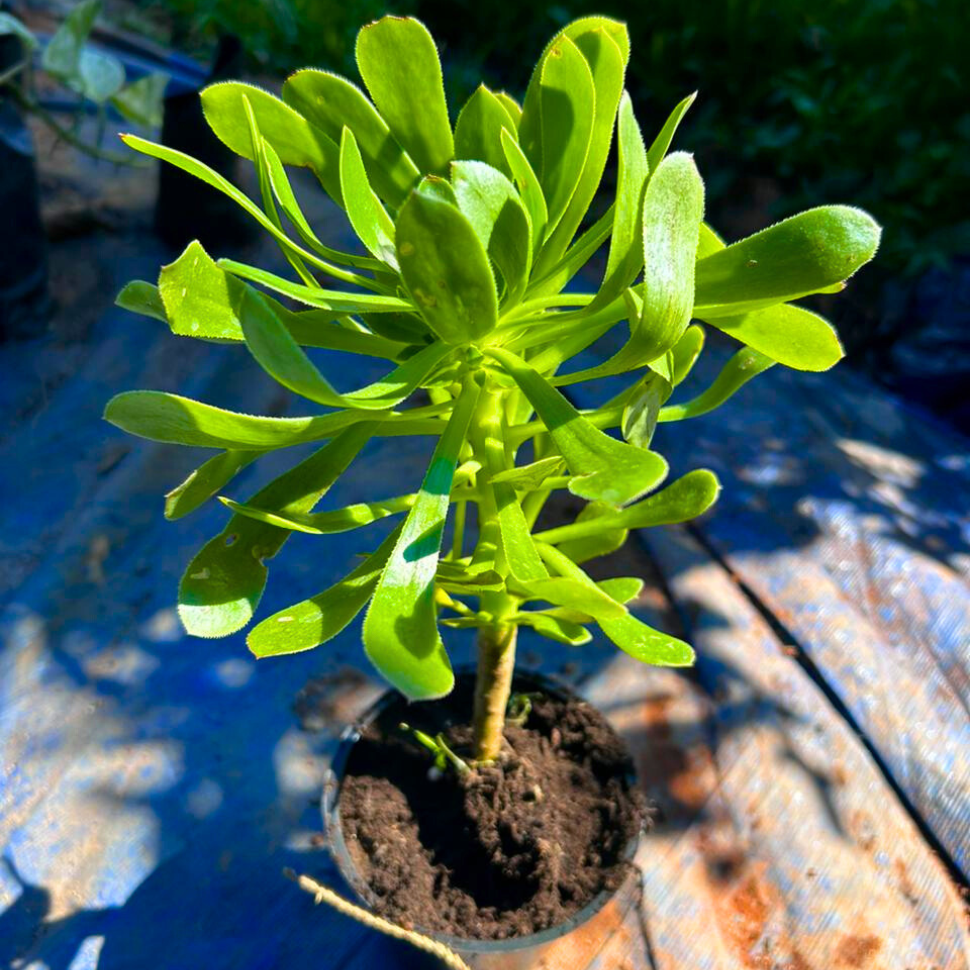 Aeonium Green Succulent Live Plant