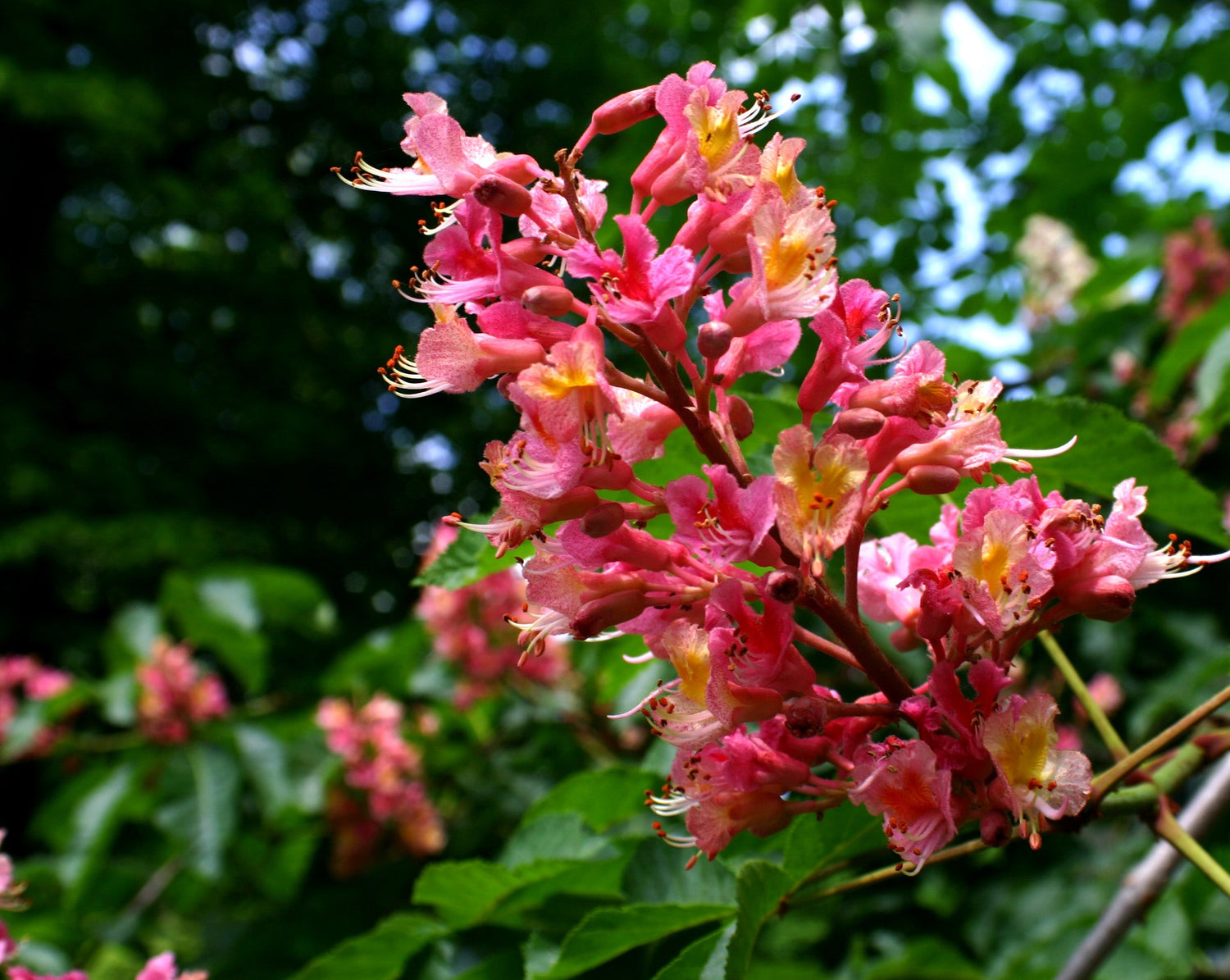 Red Horse-Chestnut Tree (Aesculus x carnea) Rare Live Plant