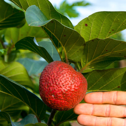 African Red Peach (Nauclea latifolia) Rare Fruit Live Plant