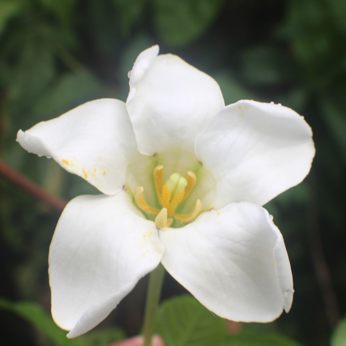 African Tree Gardenia (Euclinia longiflora) Flowering Live Plant