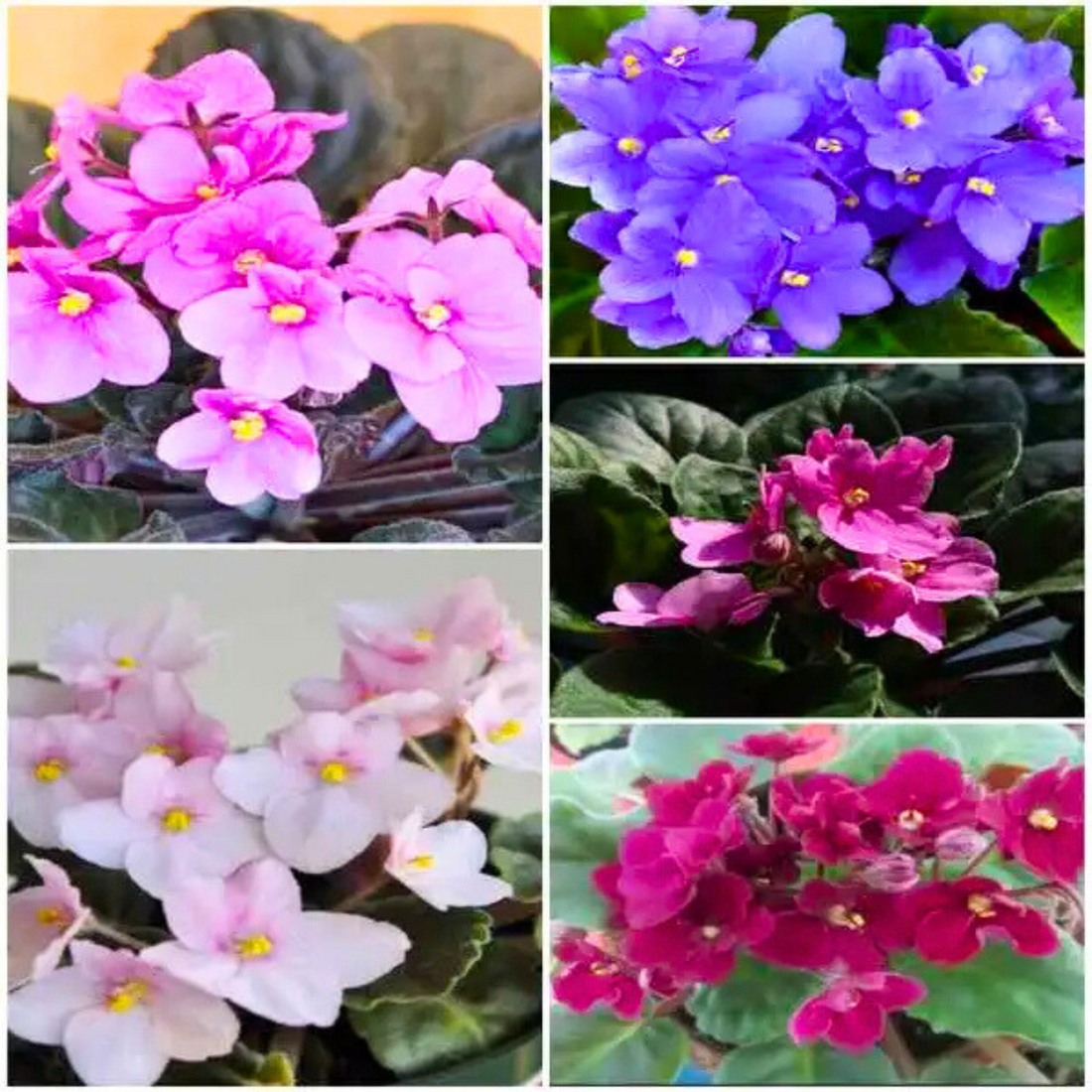 African Violet 5 Colour Combo