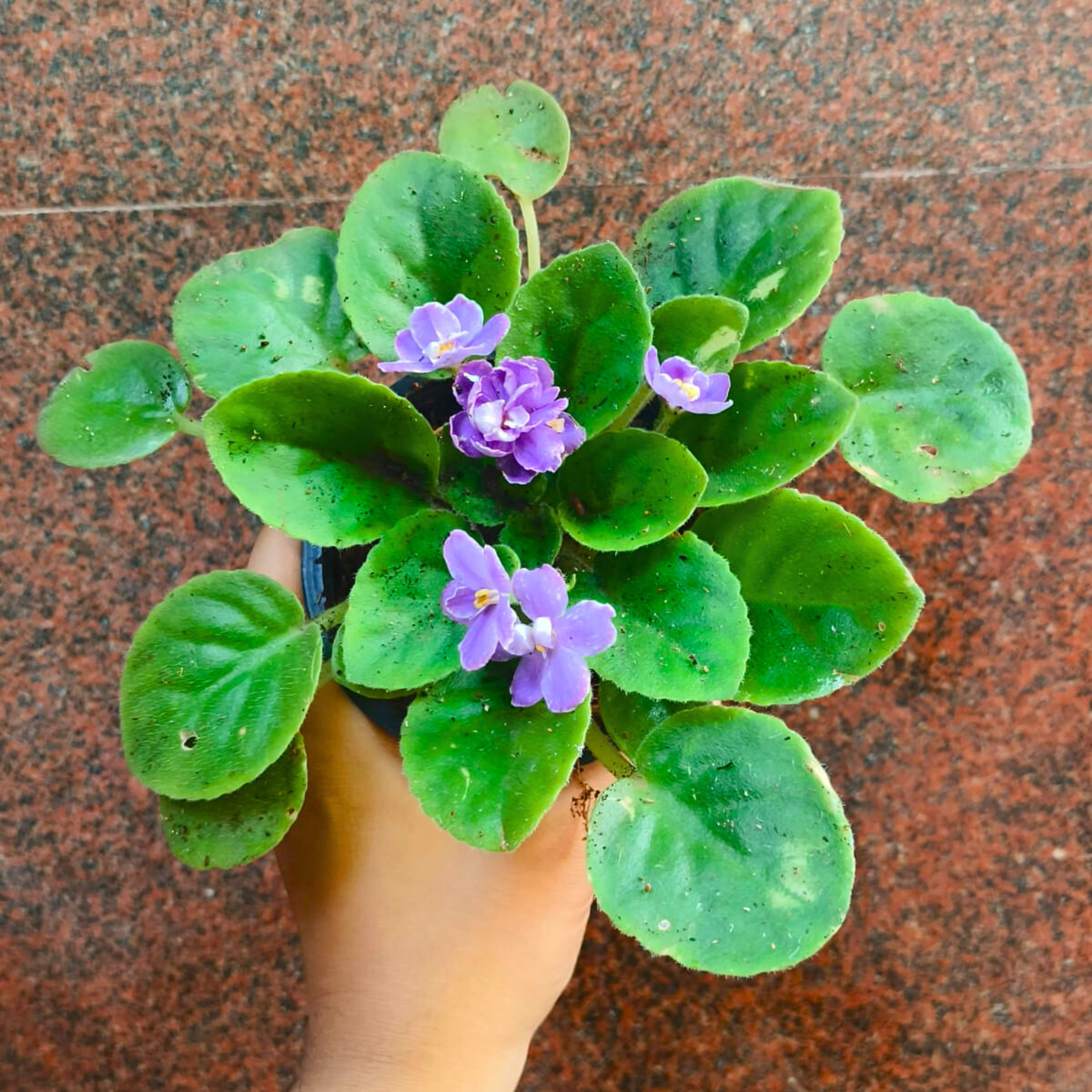 African Violet Blue Indoor Flowering Live Plant