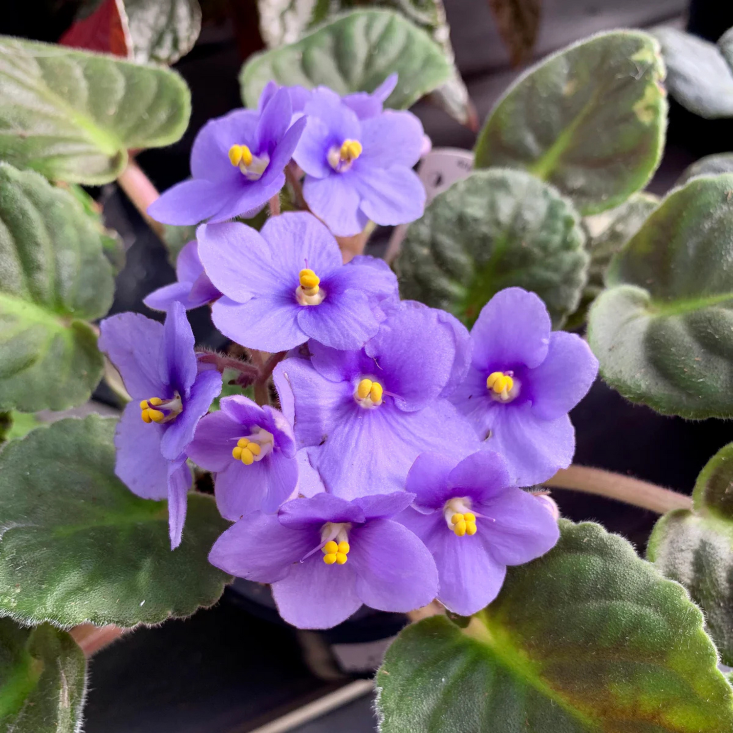 African Violet Lavender Indoor Flowering Live Plant