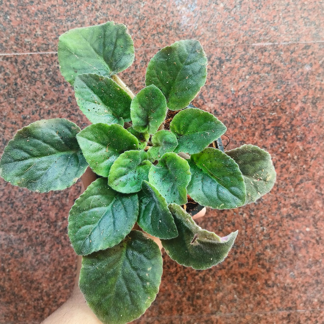 African Violet Lavender Indoor Flowering Live Plant