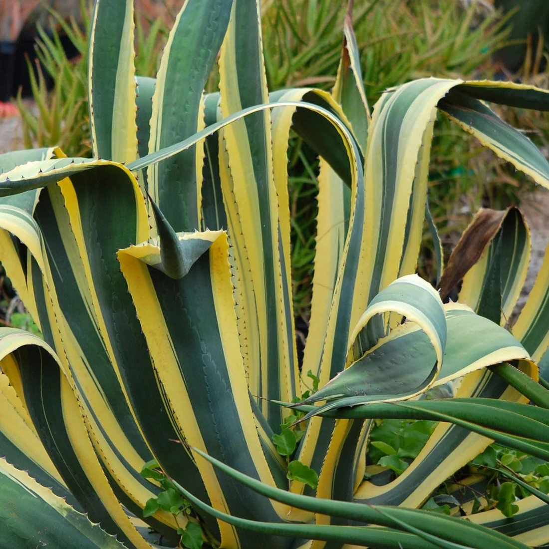 Agave Americana Succulent Live Plant