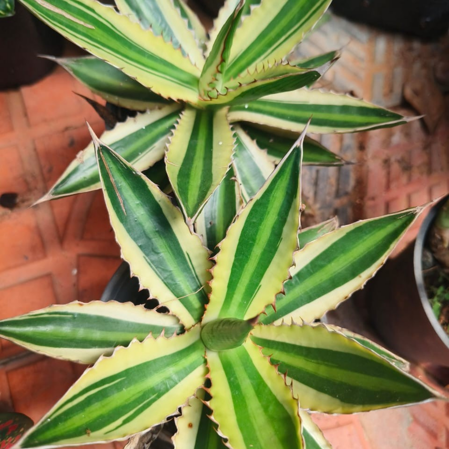 Agave Americana Succulent Live Plant