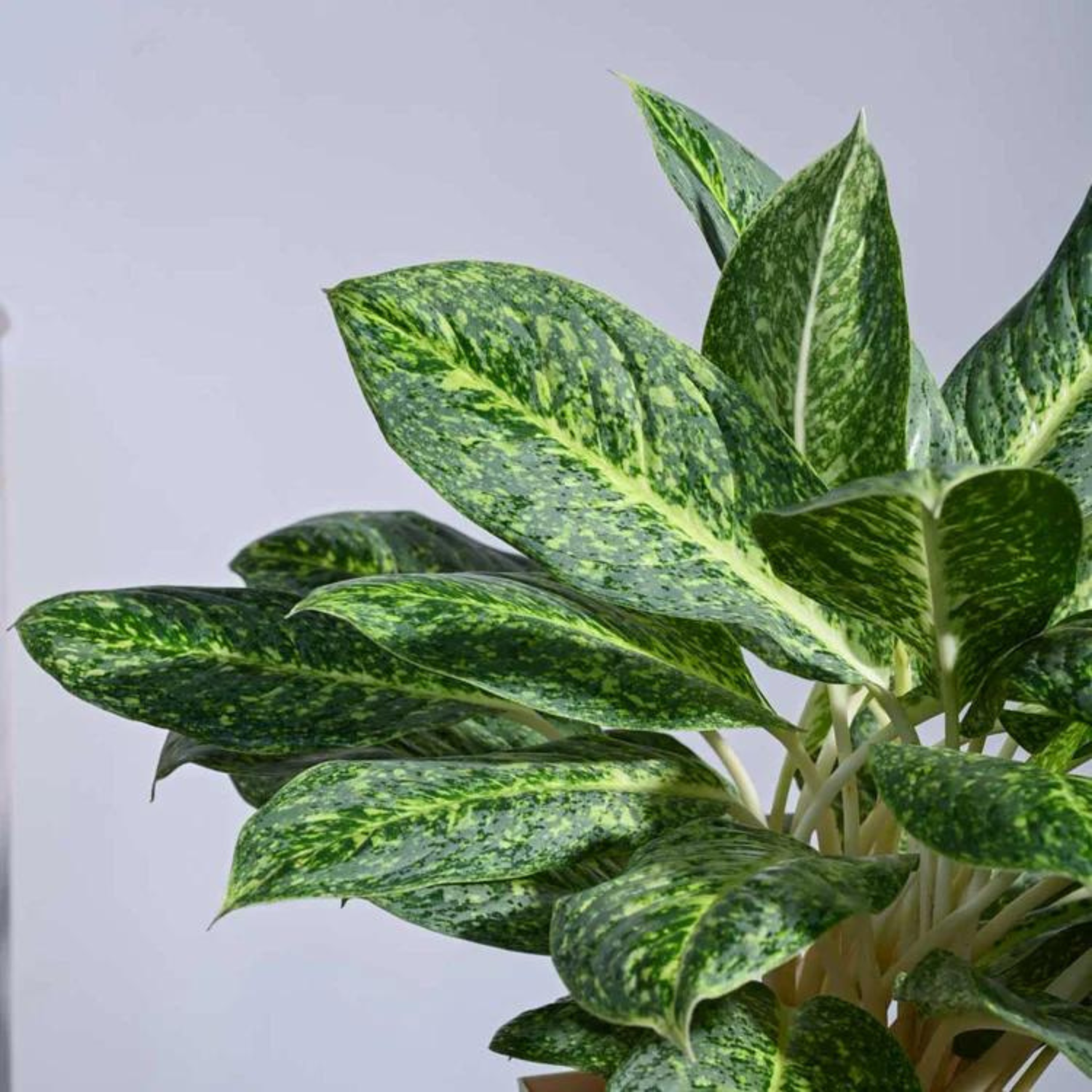 Aglaonema Butterfly Indoor/Outdoor Live Plant