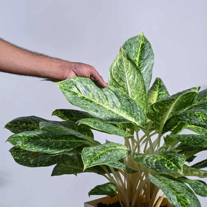 Aglaonema Butterfly Indoor/Outdoor Live Plant