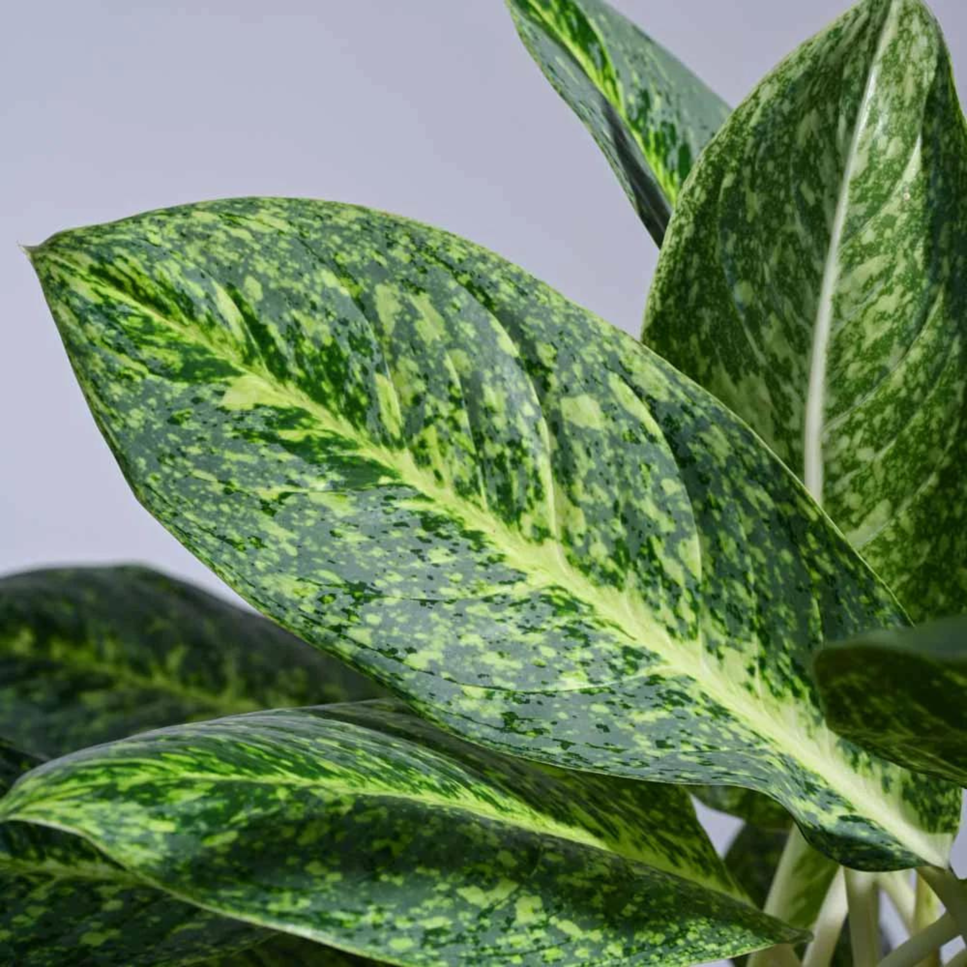 Aglaonema Butterfly Indoor/Outdoor Live Plant