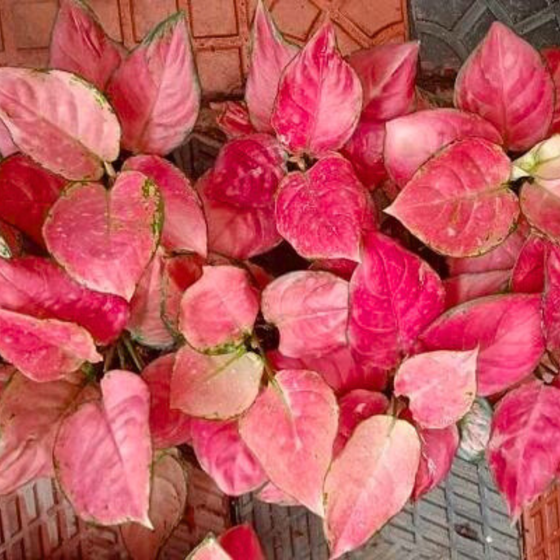 Aglaonema China Red Indoor/Outdoor Plant