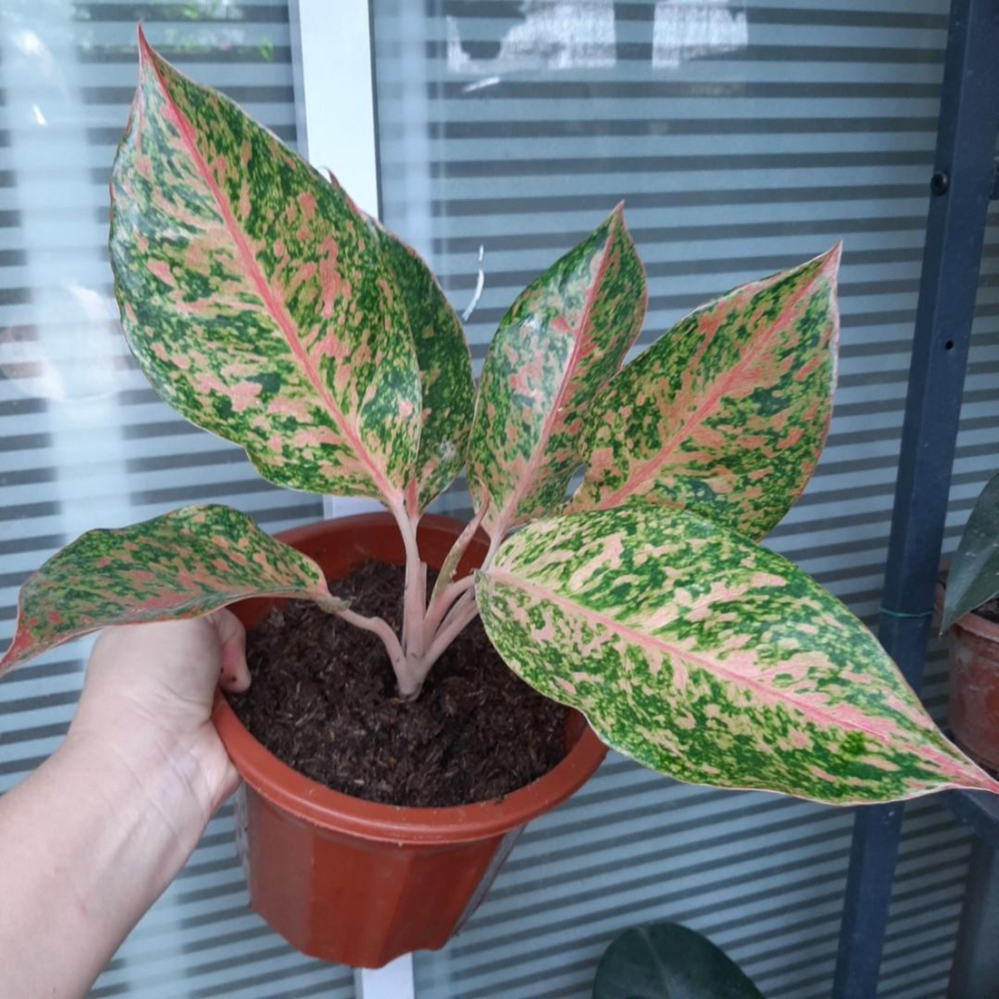 Aglaonema Happiness Indoor/Outdoor Live Plant