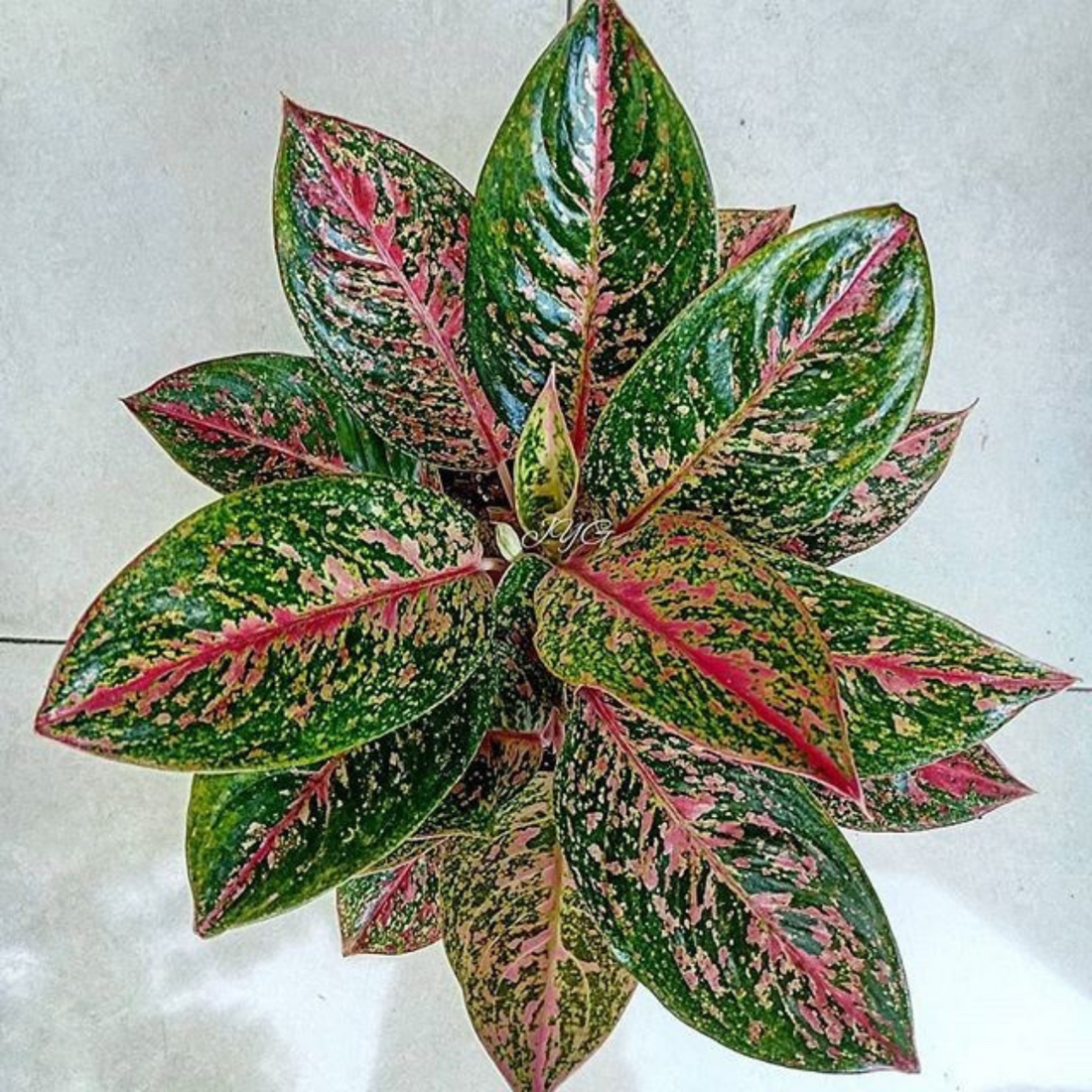 Aglaonema Happiness Indoor/Outdoor Live Plant