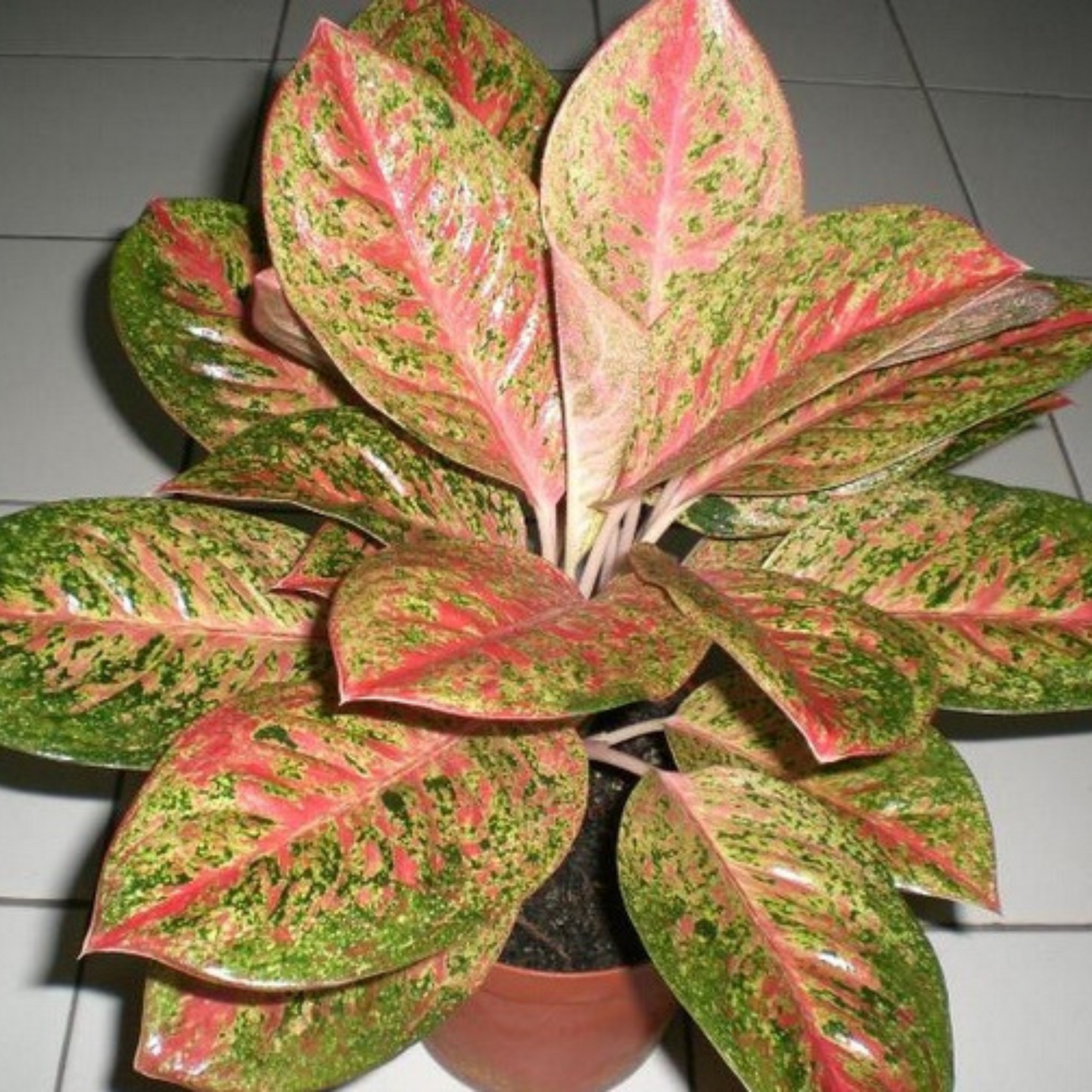 Aglaonema Happiness Indoor/Outdoor Live Plant