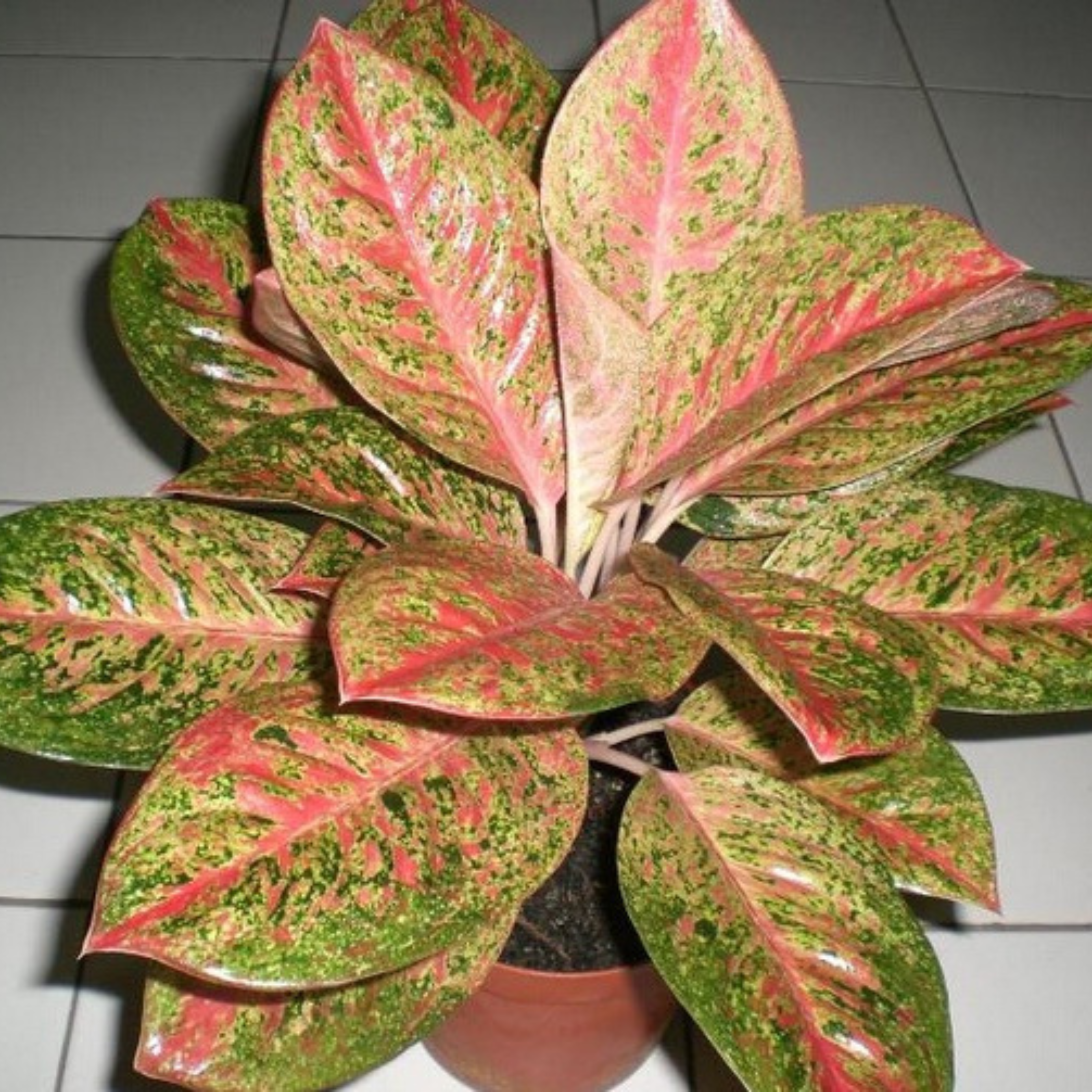 Aglaonema Happiness Indoor/Outdoor Live Plant