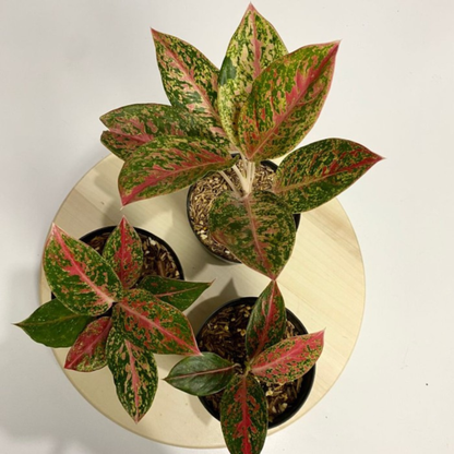 Aglaonema Happiness Indoor/Outdoor Live Plant