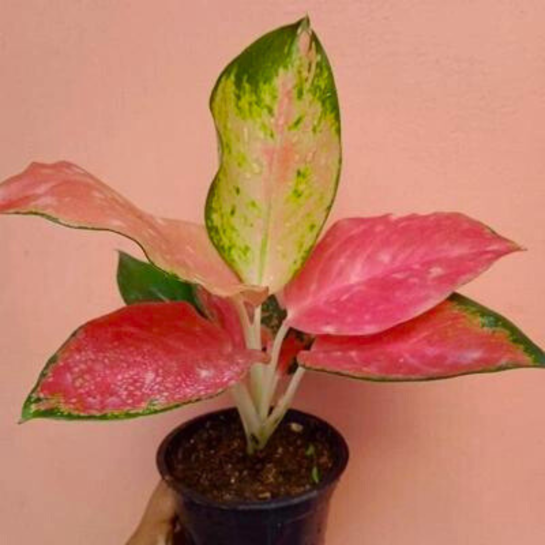 Aglaonema Red Majesty Indoor/Outdoor Plant
