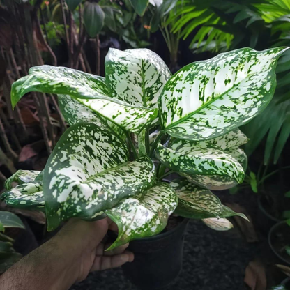 Aglaonema Snow White Indoor / Outdoor Live Plant