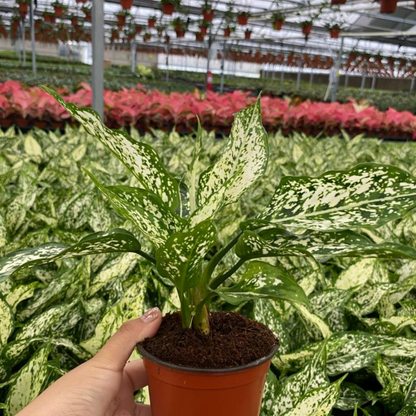 Aglaonema Snow White Indoor / Outdoor Live Plant