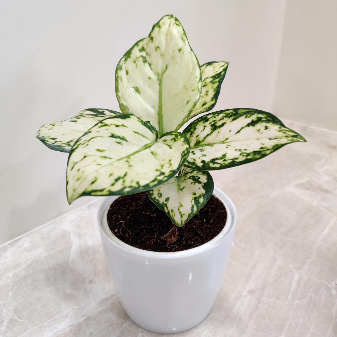 Aglaonema Super White Indoor/Outdoor Live Plant