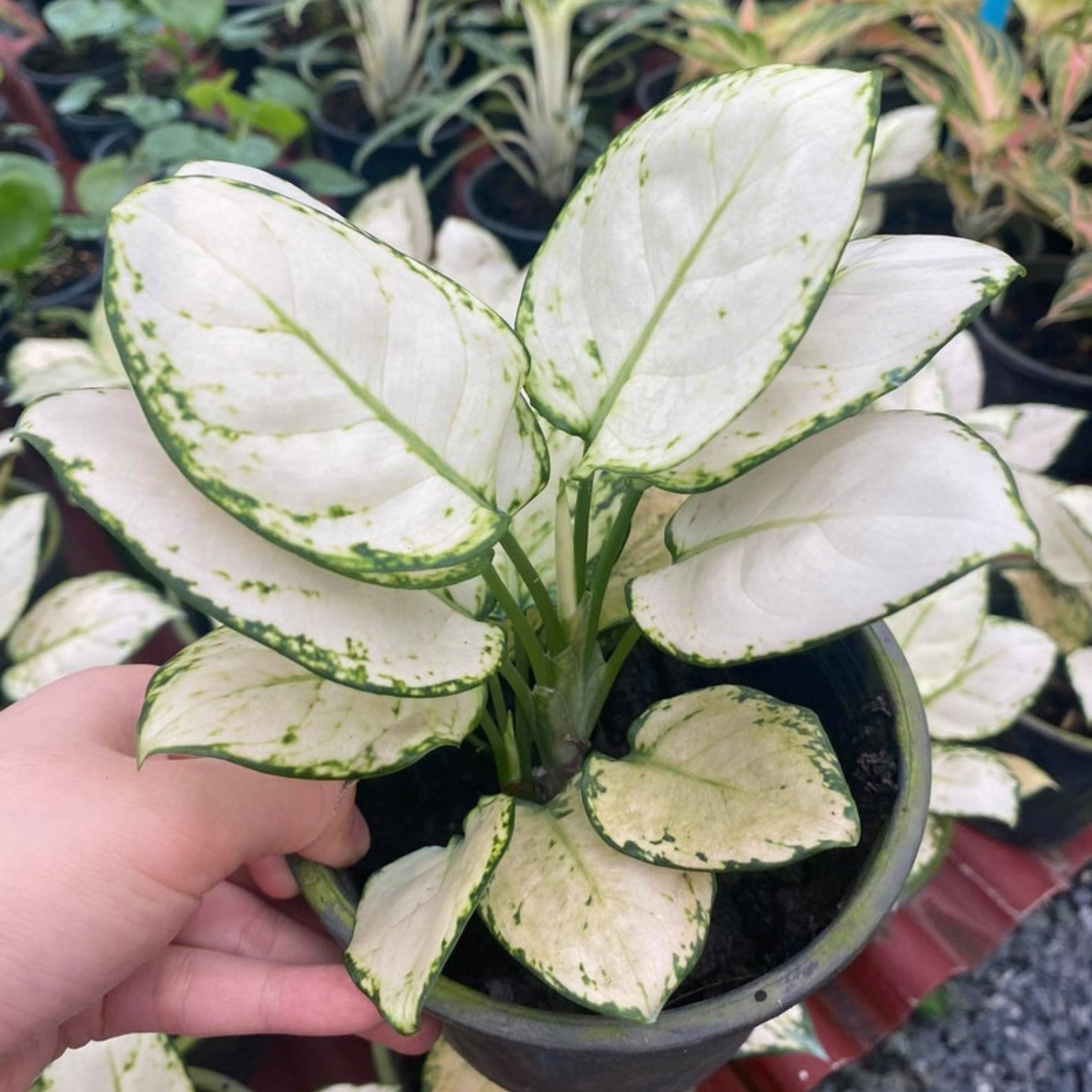 Aglaonema Super White Indoor/Outdoor Live Plant