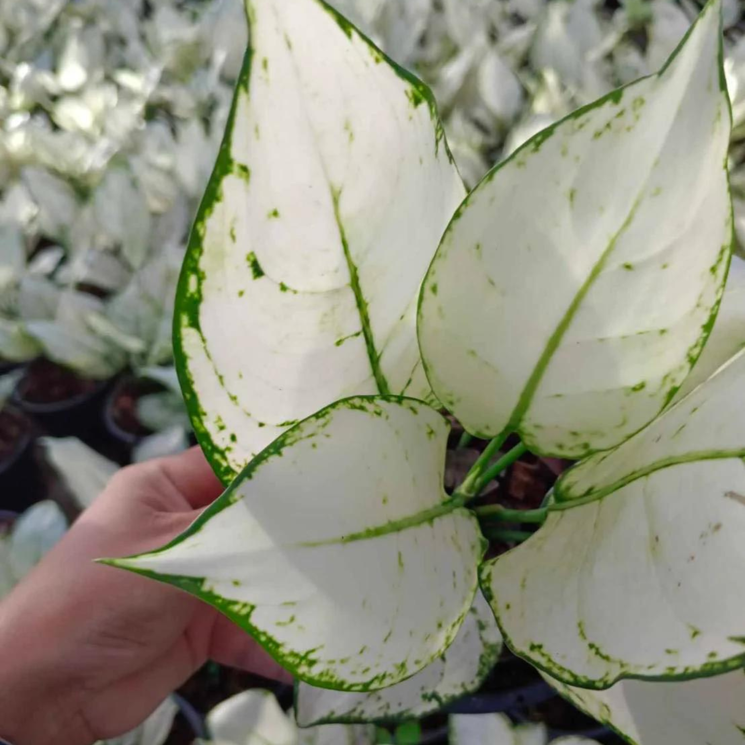 Aglaonema Super White Indoor/Outdoor Live Plant