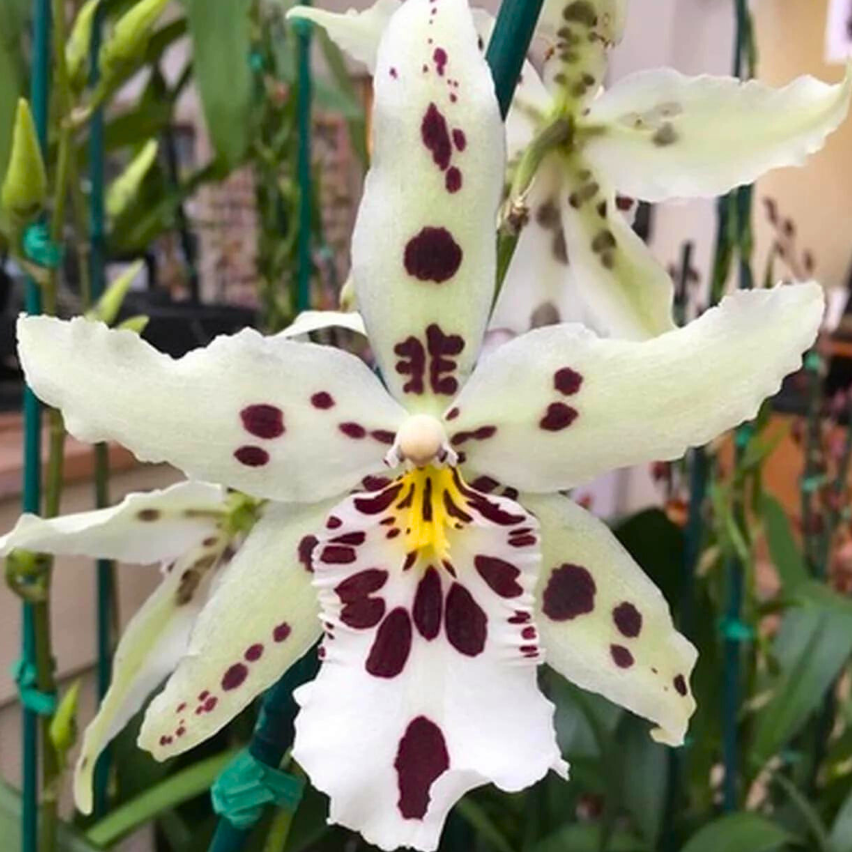 Aliceara Snowblind ‘Sweet Spots’ - Blooming Size